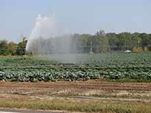 Crop Irrigation, Burlington County 